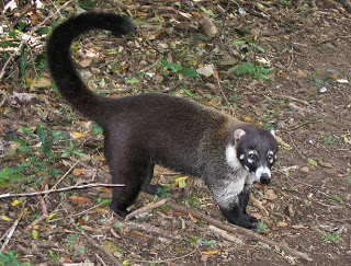 Chupacabra captured? Enemigos_coati