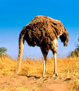 دفن النعامة لراسها ...لماذا ؟  Ostrich_head_in_sand