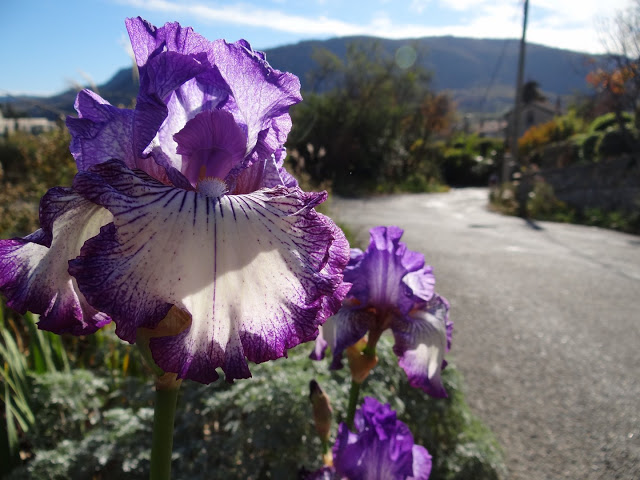 les iris remontants DSC03327