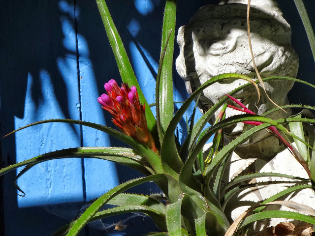 Aechmea recurvata - Page 2 DSC06024