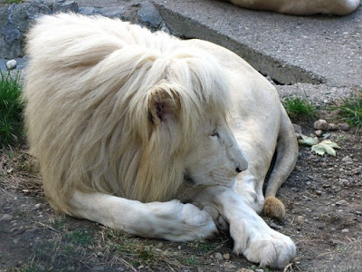 الأسد الأبيض | أحد أندر وأجمل أنواع الحيوانات في العالم - صور + فيديو 2