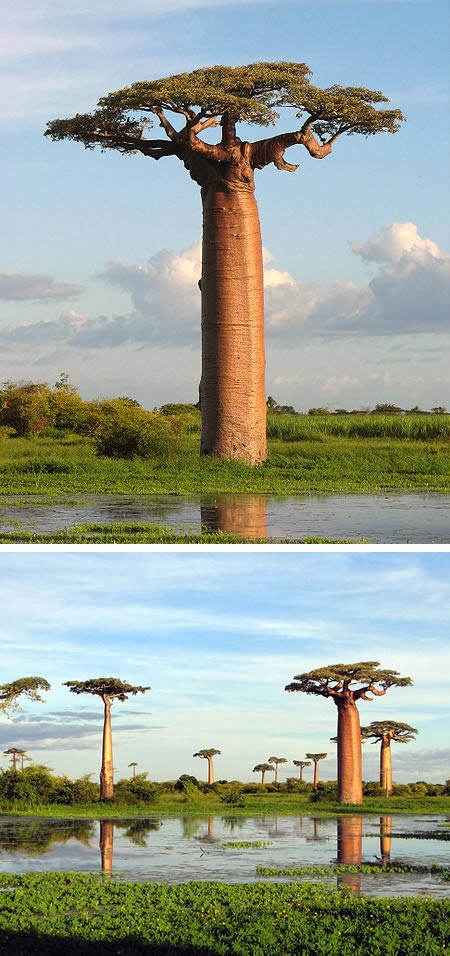 اغرب النباتات في العالم A96804_a503_bottle-tree