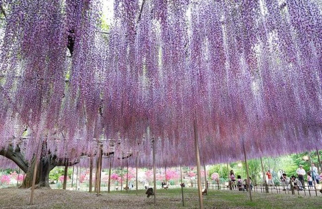    Water_Fall_Flowers_Japan_11