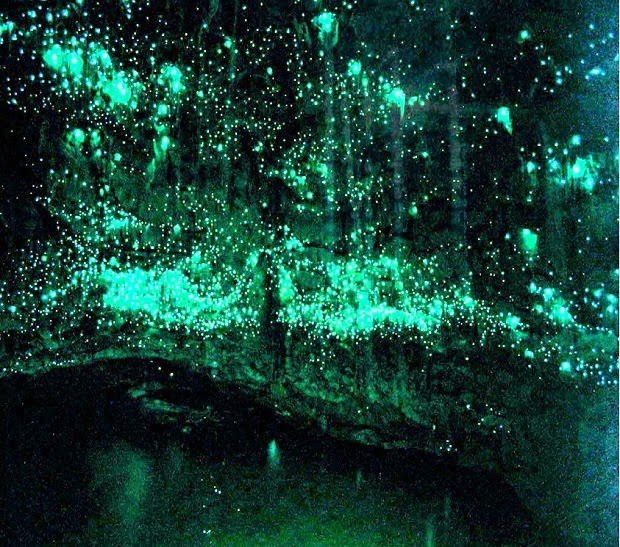 WAITOMO GLOWWORM CAVES, Wondrous cave in New Zealand radiates natural lights Waitomo-Glowworm-4