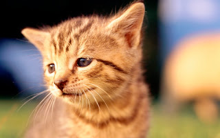 صور قطط جديده ، صور قطط صغيره ، صور قطط منوعه ، صور قطط للتصميم ، قطط ، 2011 ، 2012  Wallcate.com%20%2811%29