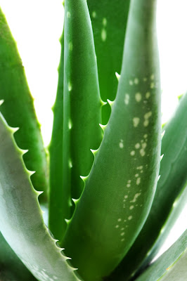Alimentos apropiados para el Cáncer y su causa primaria Aloe-vera-plant