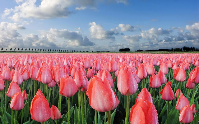 Ảnh đẹp cuộc sống: Bộ hình nền đẹp về cánh đồng hoa Tulip 9