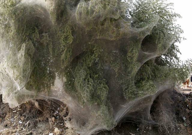 صور اشجار في باكستان تغطيها خيوط العنكبوت Spiders_Flee_001