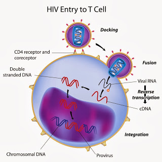 O Negative Blood & HIV Protection Delta 32  HIV-entry-into-T-cell-1024x1024