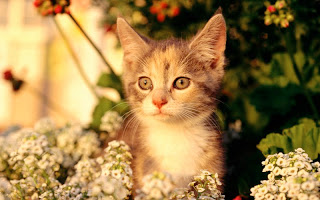 صور قطط جديده ، صور قطط صغيره ، صور قطط منوعه ، صور قطط للتصميم ، قطط ، 2011 ، 2012  Wallcate.com%20%2820%29