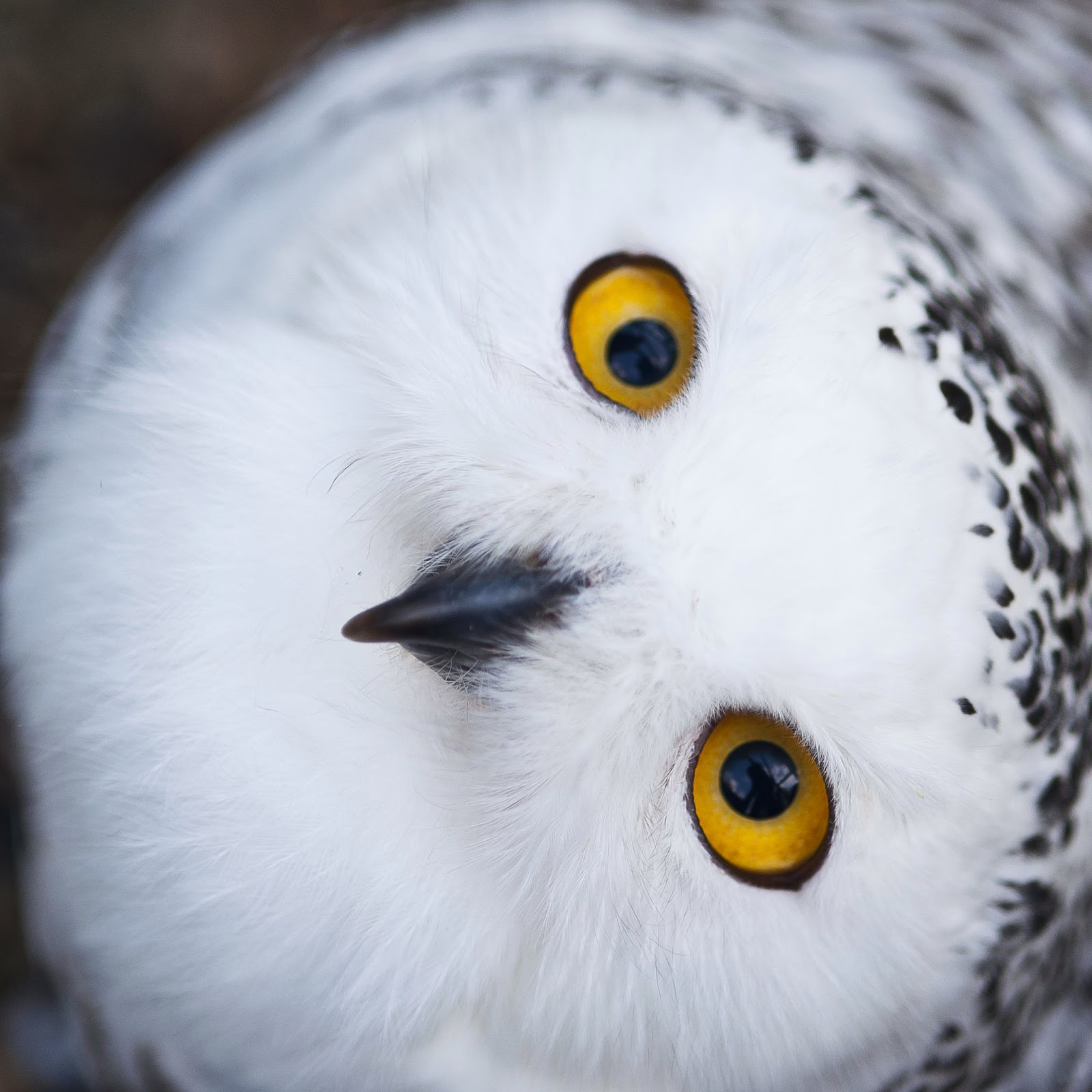 In Character Q & A Thread - Page 8 Bird-snowy-owl