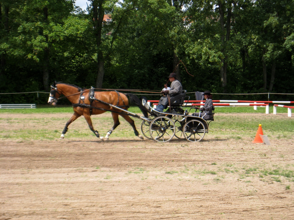 Hindernisfahren - Fotos von einem Turnier IMG_1337