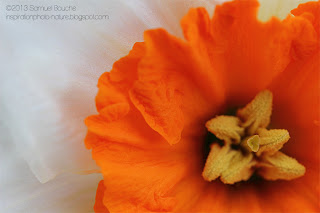 Fleur Martine 14 juin trouvée par Blucat Photo-macro-nature-narcisse-orange-coeur-pistil-etamine-printemps