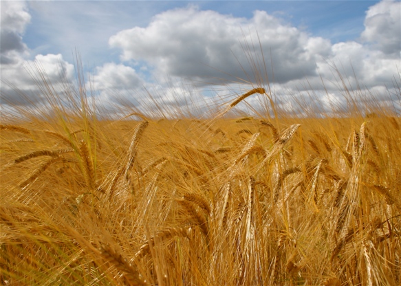 நலம் தரும் நவதானியங்கள்  Barley