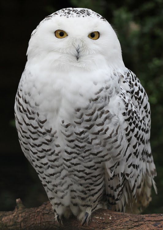 Benjamin Andrew Cooper Snowy_Owl_-_Schnee-Eule