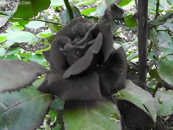 El misterio de las rosas negras de Halfeti unicas en el mundo Rosa-negra3