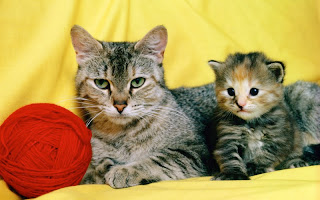 صور قطط جديده ، صور قطط صغيره ، صور قطط منوعه ، صور قطط للتصميم ، قطط ، 2011 ، 2012  Wallcate.com%20%2831%29
