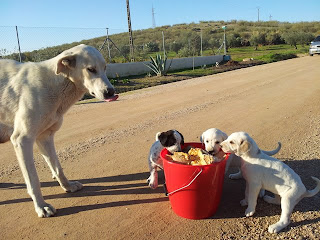 mastin - Solo queda Dino/Unno en adopcion, precioso cachorron de mastin... Su mama mastina fue encontrada en la calle junto a sus cachorros  en un pueblo de Badajoz (PE) VILLAN