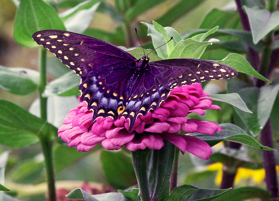 rincon - *** LAS MARIPOSAS DEL RINCON DE ENERI *** - Página 22 Butterfly_Spring_by_kortni000