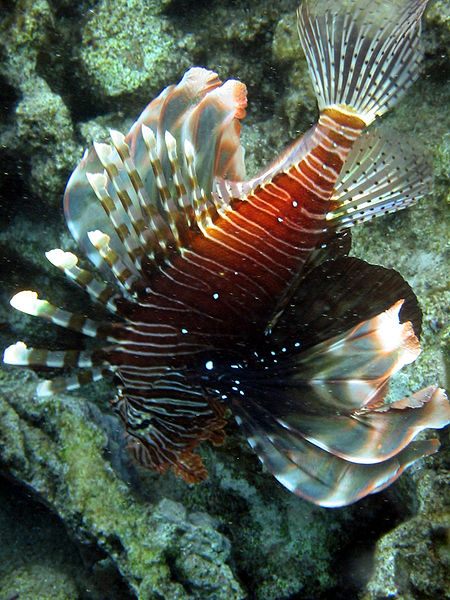 سمكة أسد البحر ، حين يجتمع الجمال و الخطر في مخلوق واحد 450px-Pterois_miles_red_sea