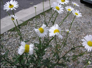 japon - Las Margaritas mutantes en Japón no son una buena señal Flowers-and-bees-570x423