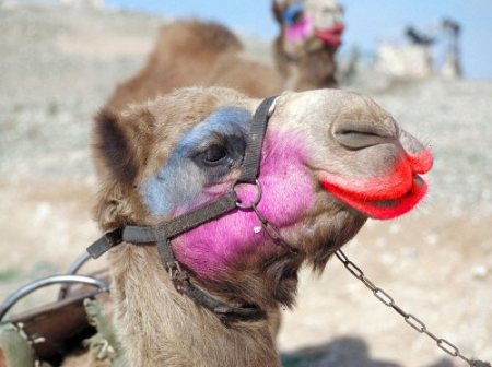 شاهد أحد أغرب المهرجانات الهندية Bikaner-camel-festival9