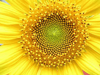 NẮNG VÀ HOA Helianthus_whorl