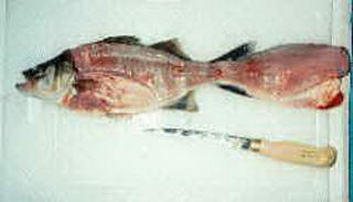 5 ikan asin paling MEWAH dari indonesia 116331_fillet_fish