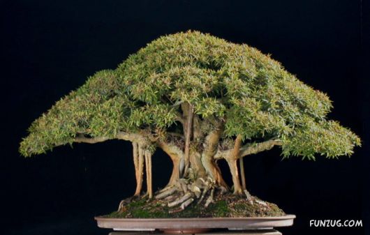           Japanese_bonsai_trees_27