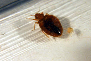 Inilah 10 Vampir yang Benar-Benar Ada    Bedbugs-560x373