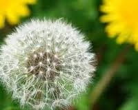 Глухарче (Taraxacum officinale) Lista_ot_gluharche