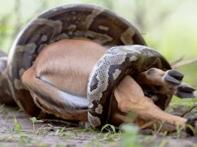 Πύθωνας καταβροχθίζει ...αντιλόπη! Python-swallows-impala