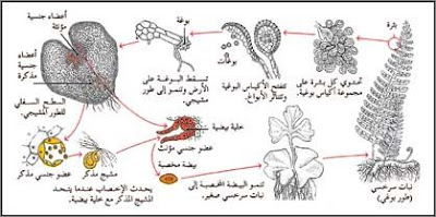 التكاثر عند النباتات - بحث التكاثر عند النباتات - كيف تتكاثر النباتات  6