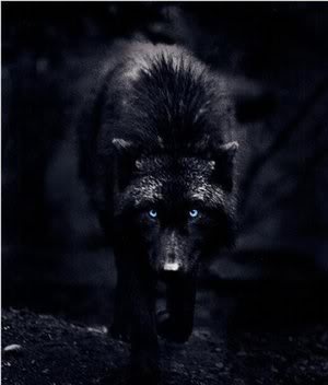 Lucine Olena Kattalakis  BlackWolf