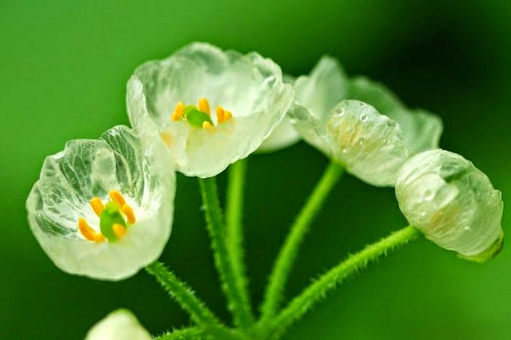 زهرة «الهيكل العظمي» تتحول إلى شفافة تحت مطر Diphylleiagrayi-the-skeleton-flower-nature%27s-transparent-beauty-theflyingtortoise-004