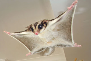 Redoing, JASPERS BIO  Sugarglider1