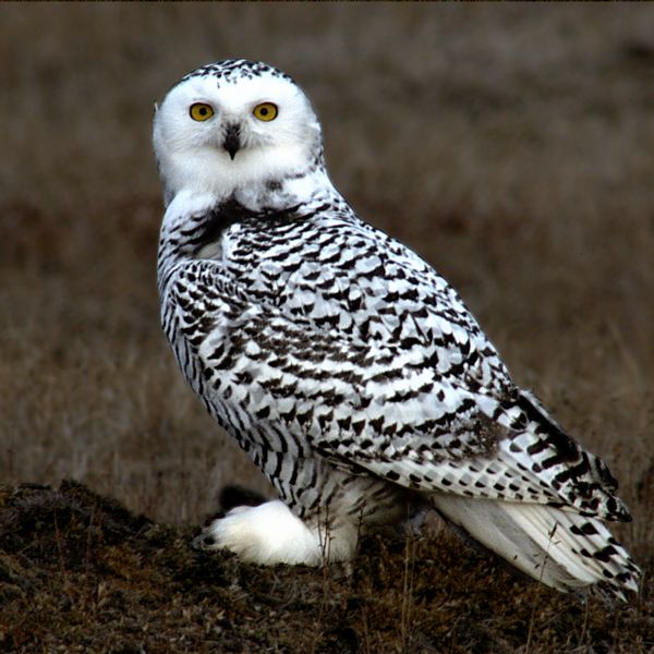 Benjamin Andrew Cooper Snowy_Owl