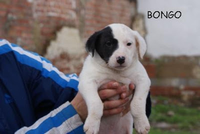 Sasa (noviembre 2008), perrita en adopcion. Fue encontrada con sus cachorritos en un descampado. Córdoba (PE) Bongol