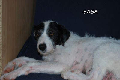 Sasa (noviembre 2008), perrita en adopcion. Fue encontrada con sus cachorritos en un descampado. Córdoba (PE) Sasalamami