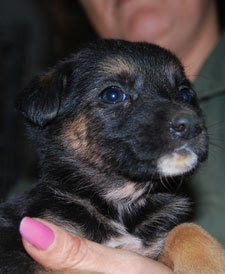 Los cachorritos de la pastora alemana muerta, siguen buscando familias, SOS Sevilla son urgentes Enanitos-04