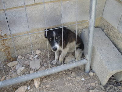 Sustito, tamaño pequeño, necesita salir de la perrera. Urgente  ACOGIDO 56010