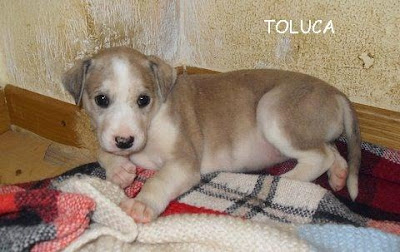 galgo - Acogida muy urgente para 6 cachorritos de galgo en Cuencanimal SOS Toluca