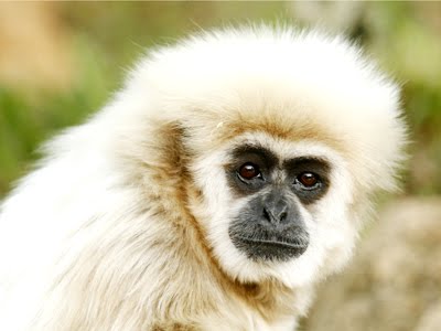 Catalogue Et Horaires De L'Animalerie " Les Copains De Niji" Gibbon