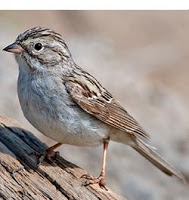 சிட்டுக்குருவி - வேண்டுகோள், படிக்க,சிந்திக்க & செயல்பட... Sparrow2