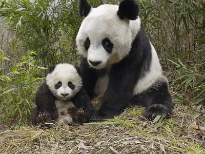 صور دب الباندا  Panda-bear-d