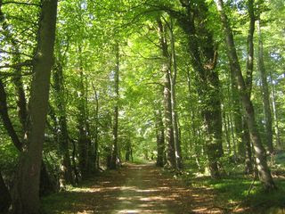 Bosque del autocine Bosque