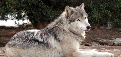 Registro de Animago. Lobo-gris-rocky-mountains