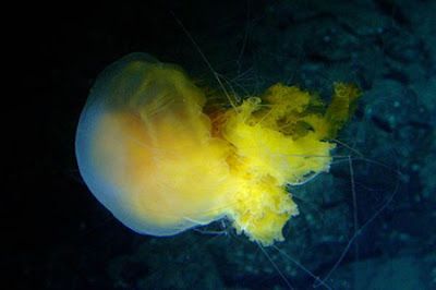 Độc sứa có thể trị bất lực! Jellyfish3