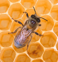 Artigos Científicos Honeybee