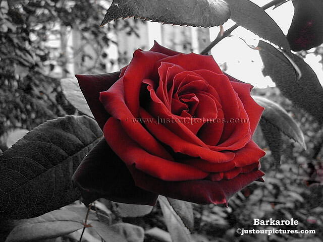 Crvena magija - Page 2 Red-rose-on-black-and-white-background